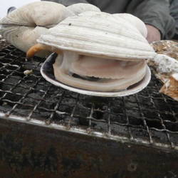 焼がき 大豊 地図 写真 赤穂 牡蠣料理 ぐるなび