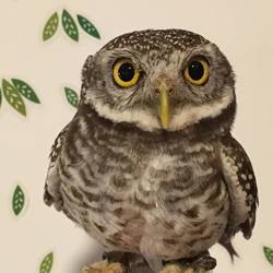 ［喫茶店］Cure Owl